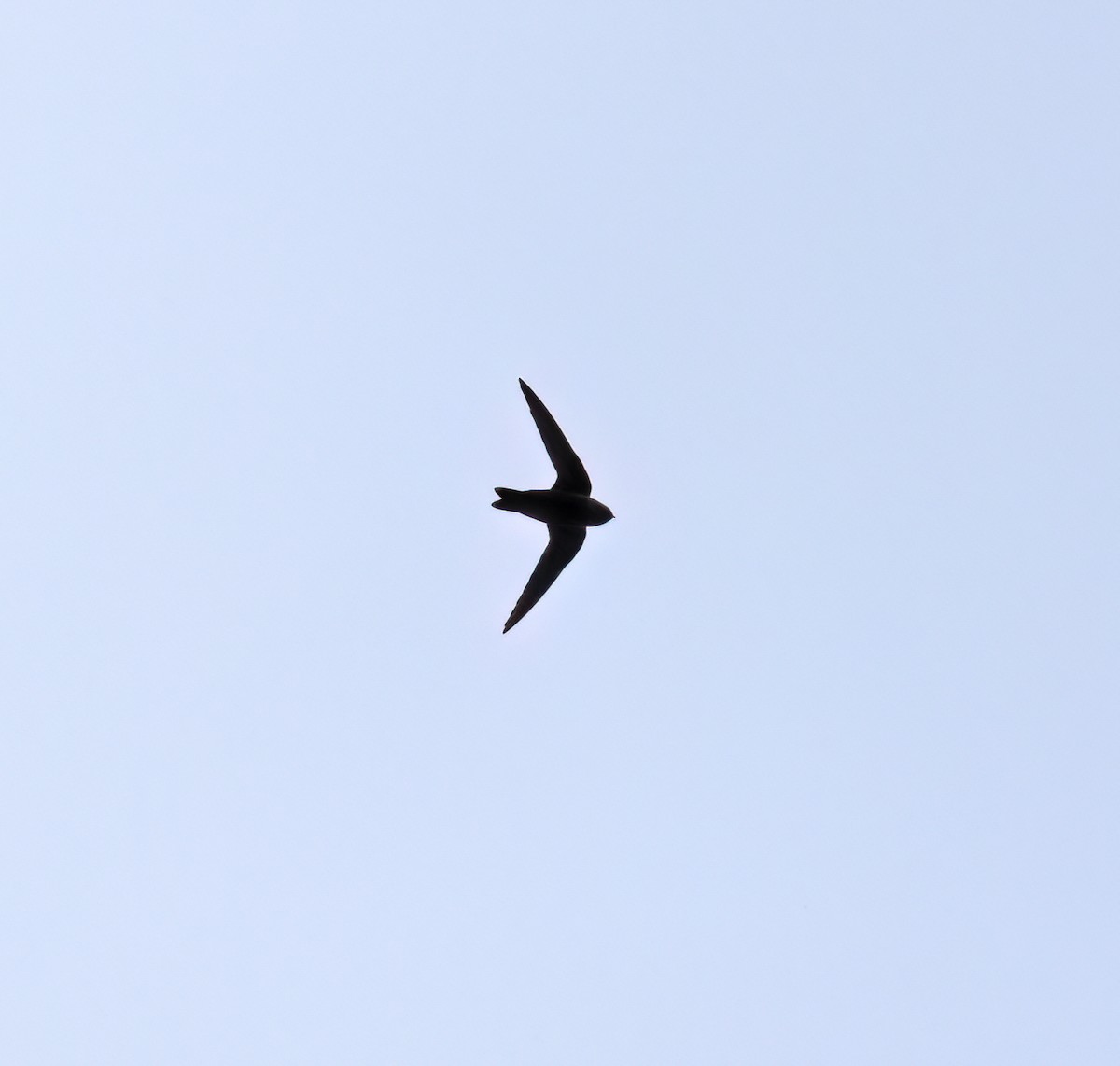 Black Swift - ML644372568