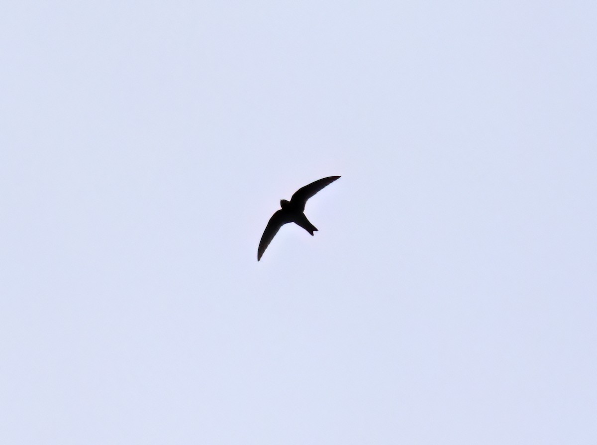 Black Swift - ML644372569
