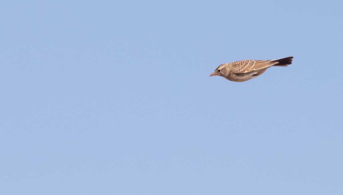 アフリカヒメコウテンシ - ML644372579