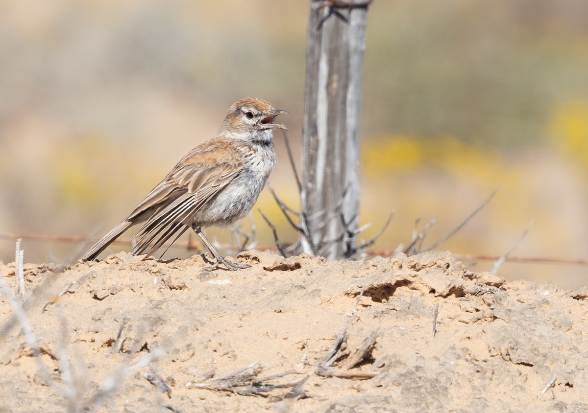 Dune Lark - ML644372605