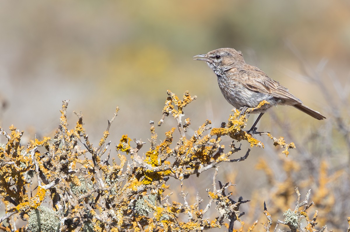 Dune Lark - ML644372606