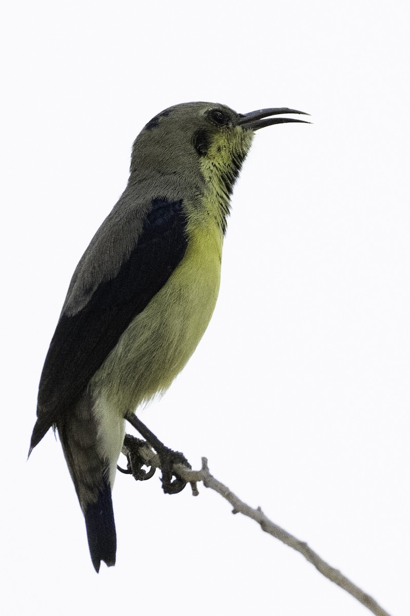 Purple Sunbird - ML644372608