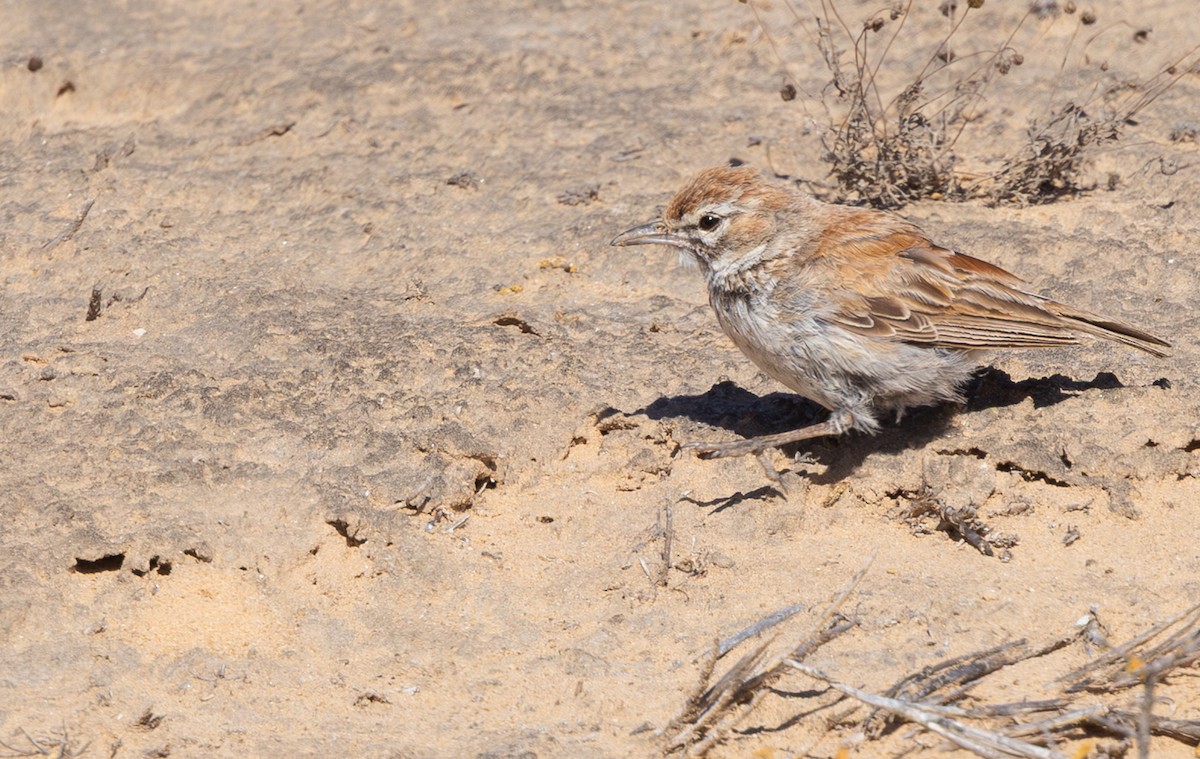 Dune Lark - ML644372626