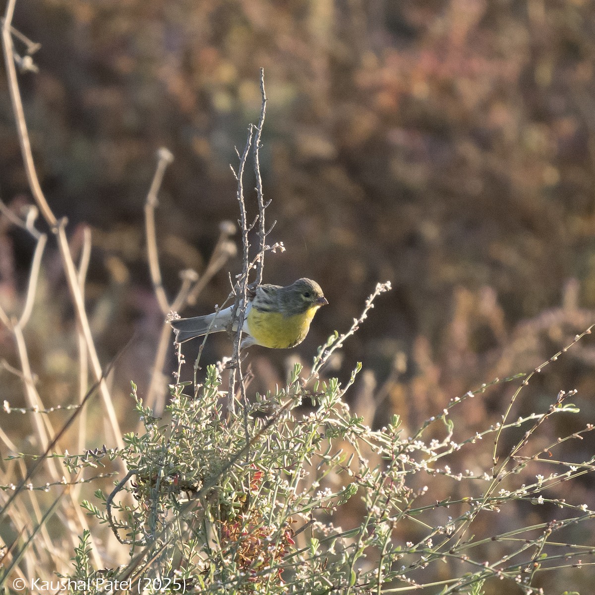 European Serin - ML644372672