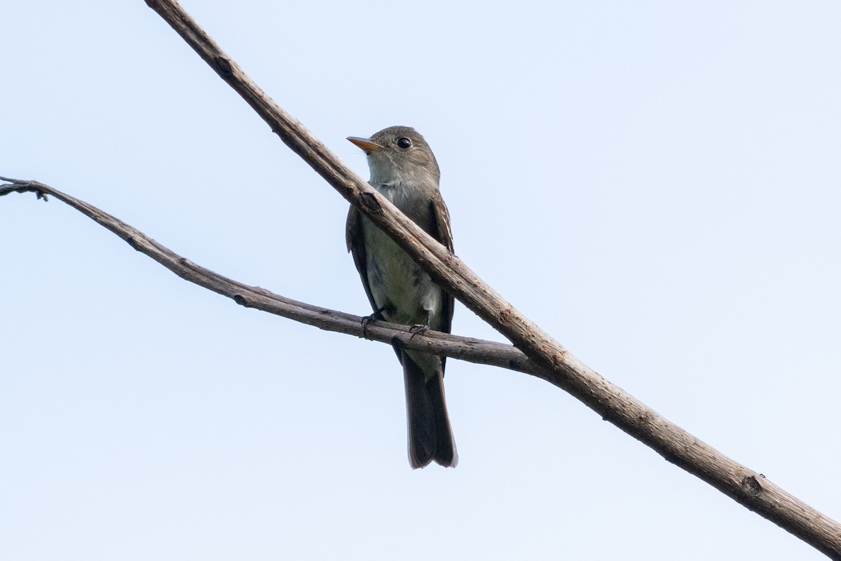 Eastern Wood-Pewee - ML644372676