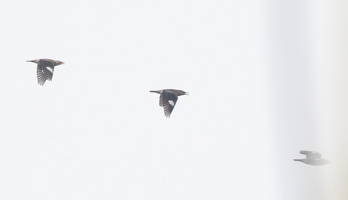 Улаан хошуут тодол - ML644372677