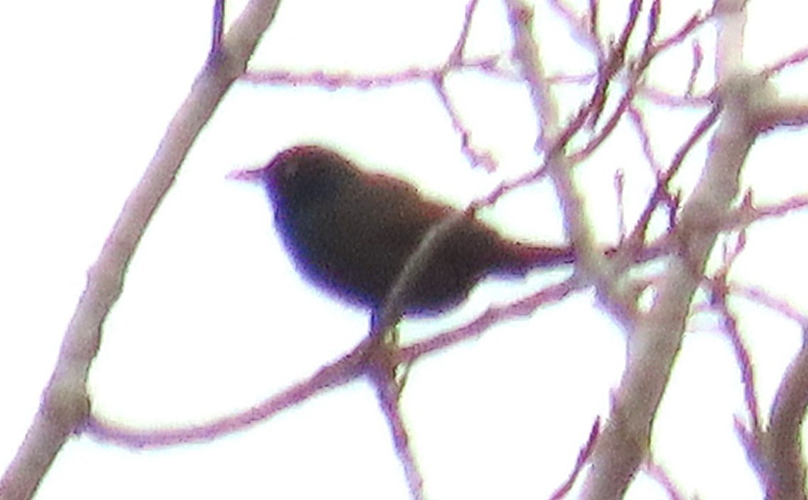 Quiscale bronzé - ML644372690