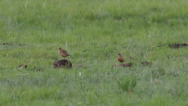 Spike-heeled Lark - ML644372715