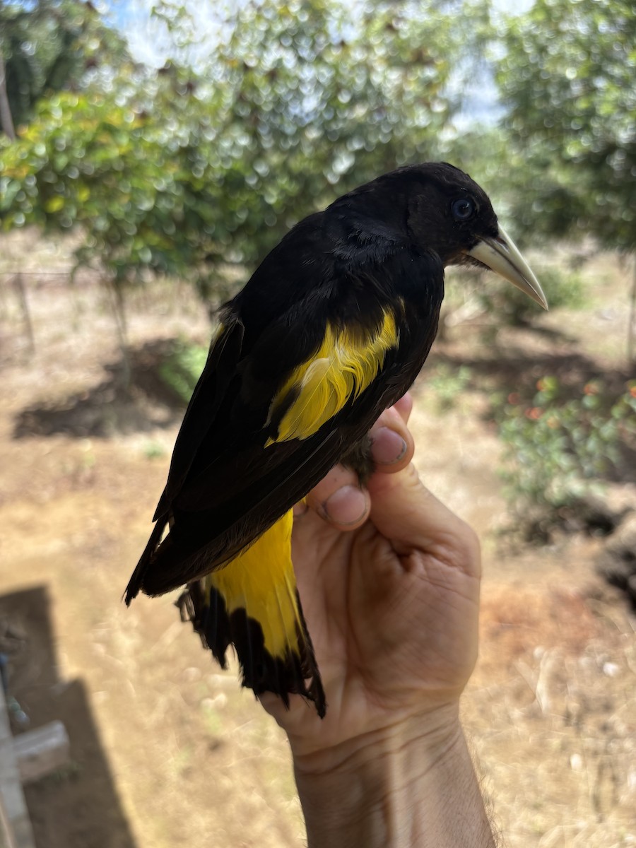 Gelbschnabelkassike - ML644372720