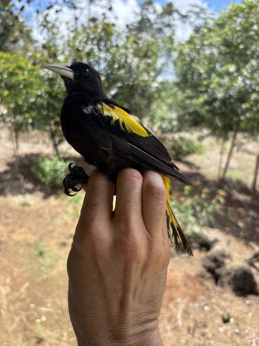 Gelbschnabelkassike - ML644372721