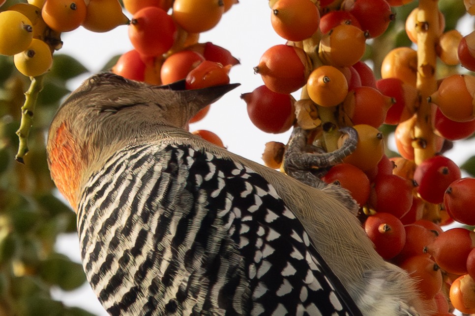 Red-crowned Woodpecker - ML644372724