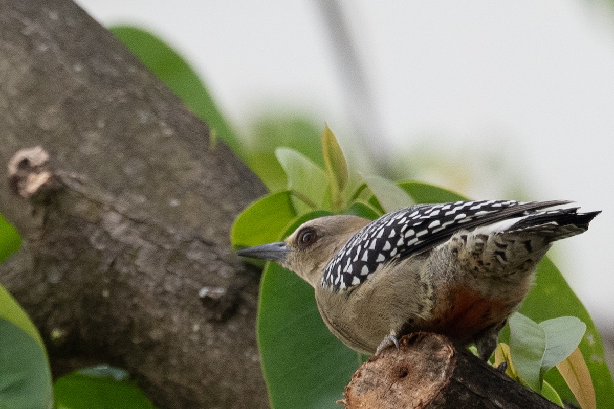 Red-crowned Woodpecker - ML644372725