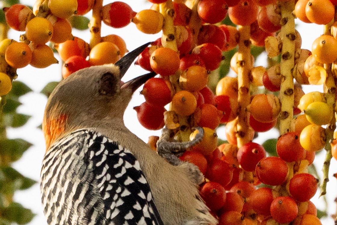 Red-crowned Woodpecker - ML644372726