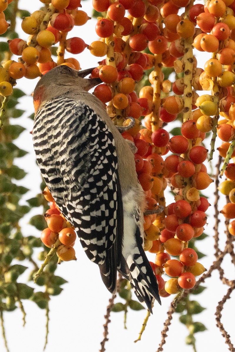 Red-crowned Woodpecker - ML644372727