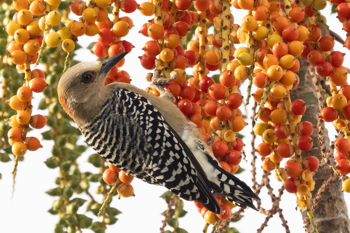 Red-crowned Woodpecker - ML644372728