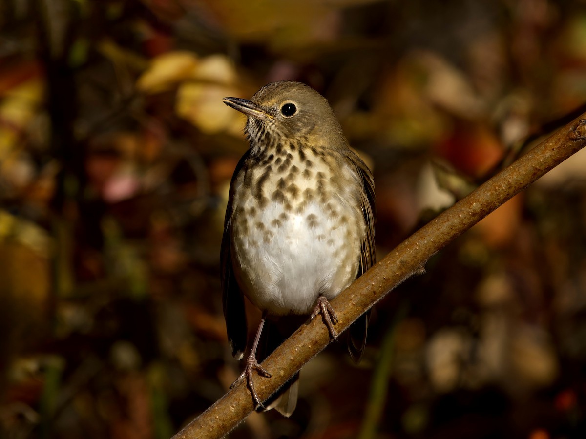 Hermit Thrush - ML644372736