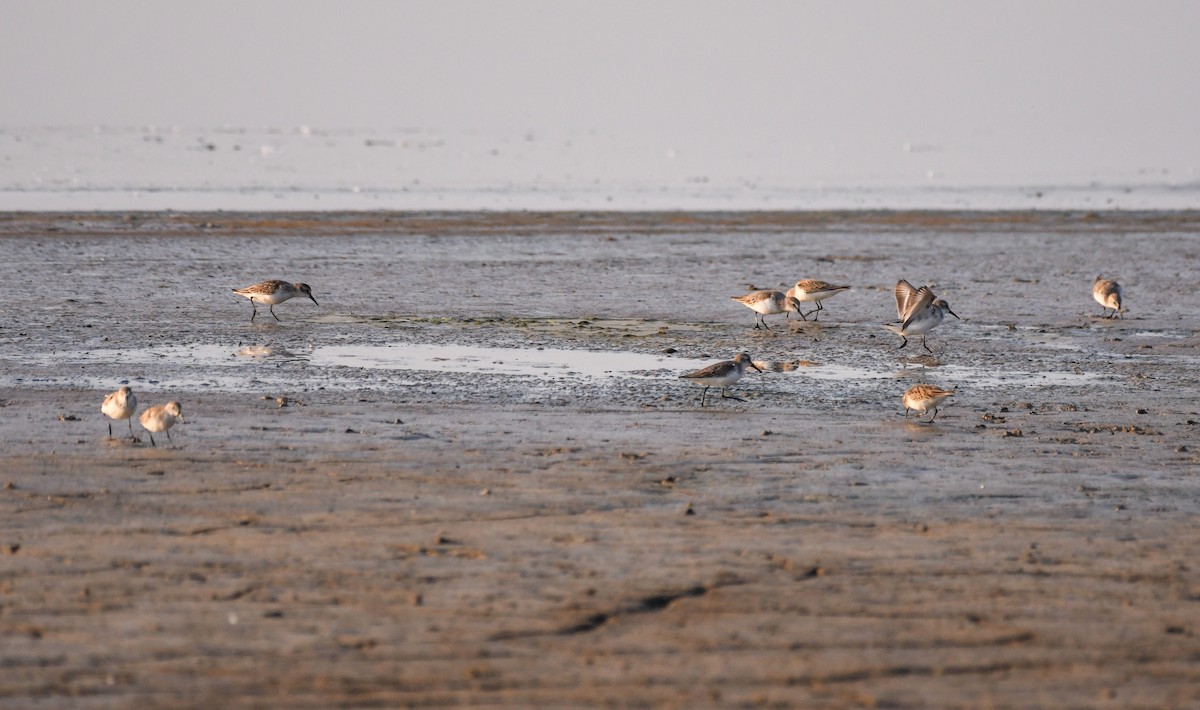 beringsnipe - ML644372744