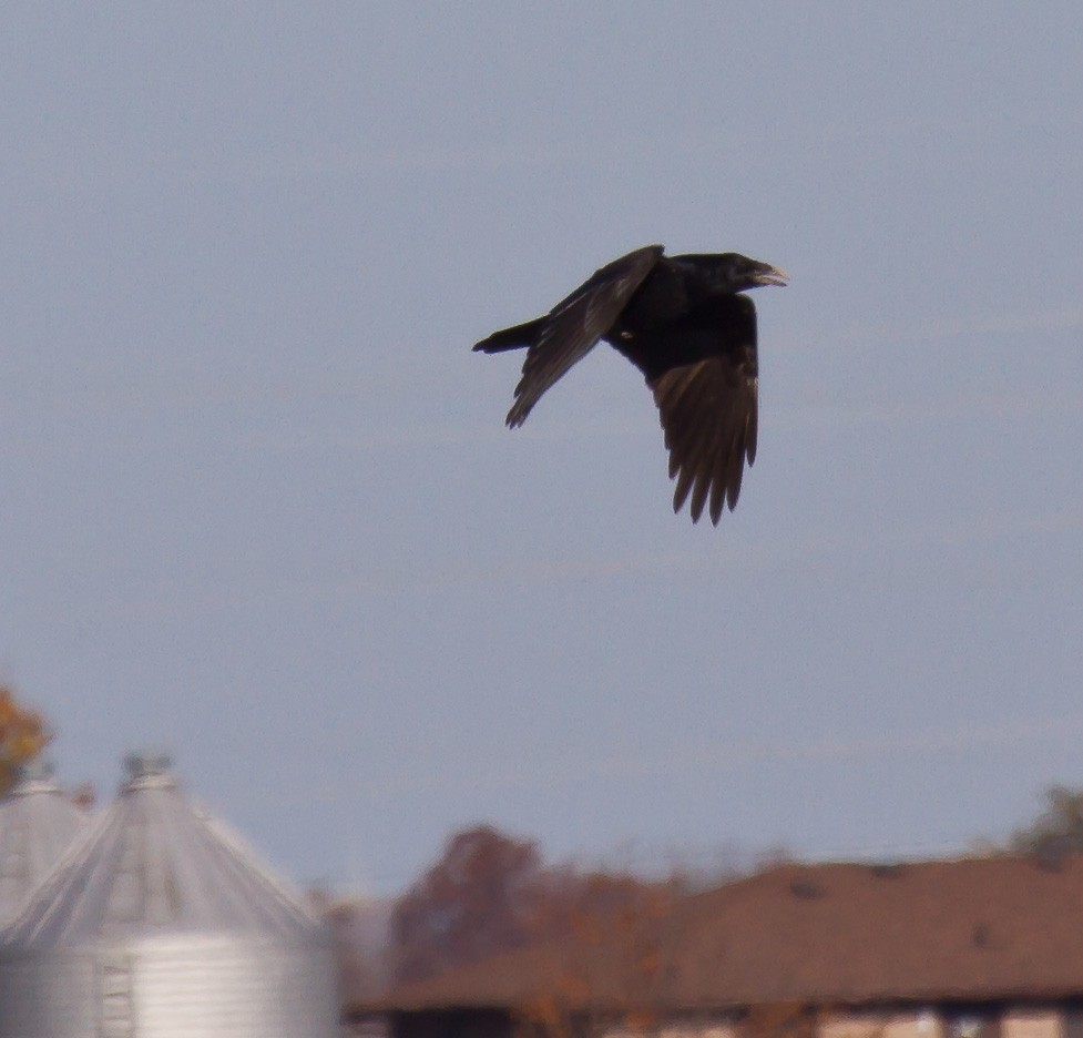 krkavec velký - ML644372751