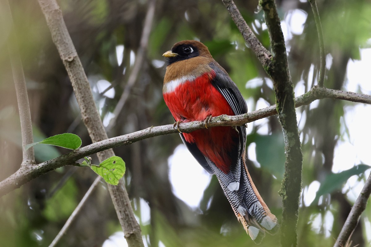 Trogon masqué - ML644372758