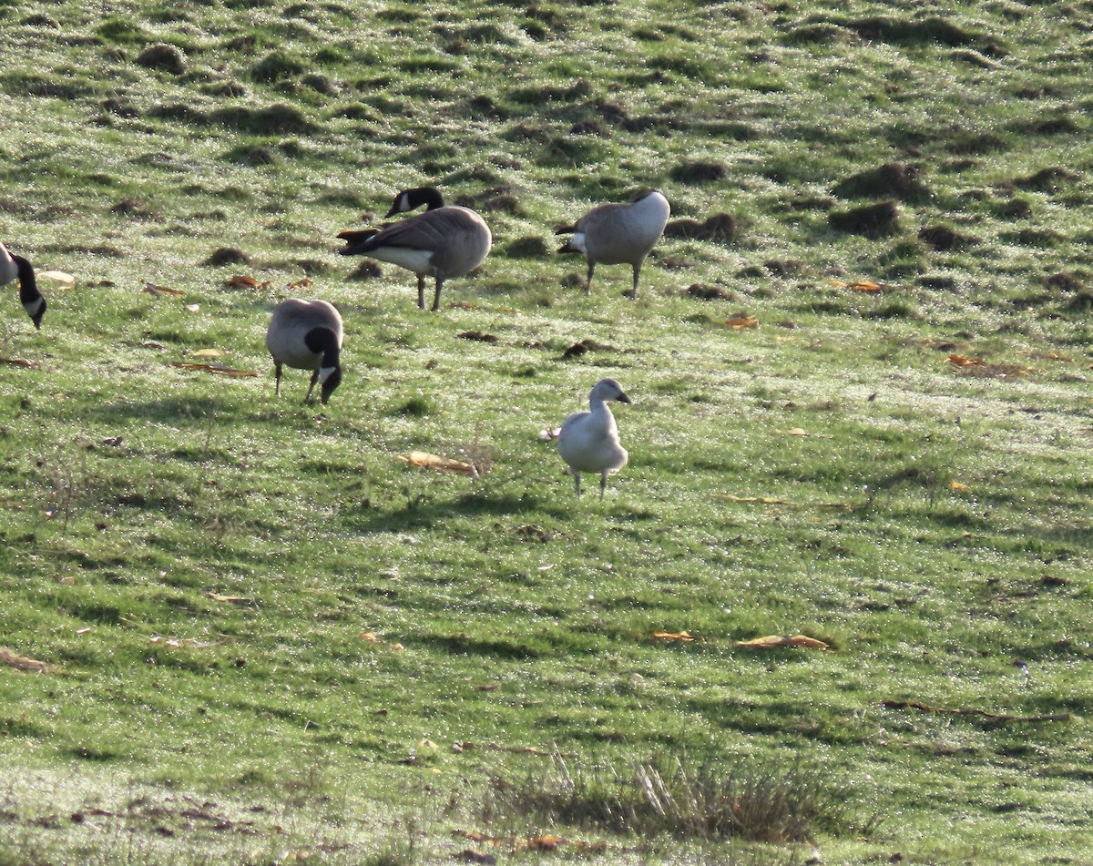 Snow Goose - ML644372766