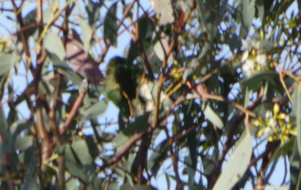 rødmaskelori - ML644372776