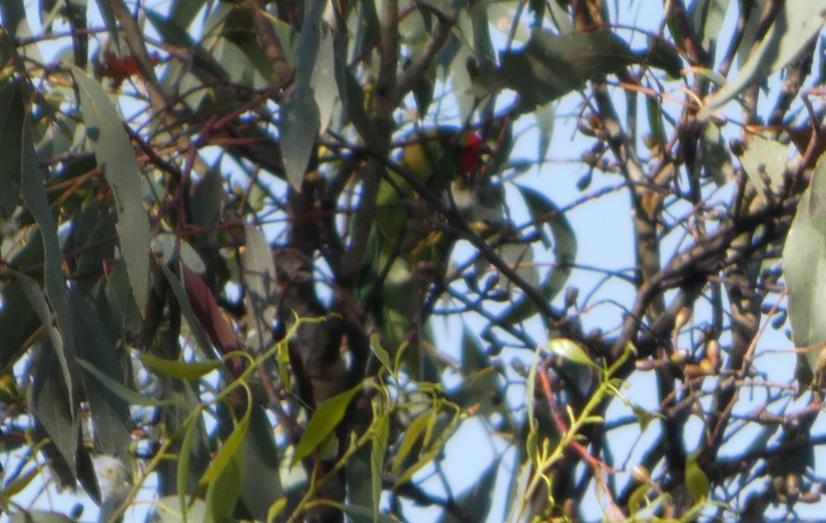 rødmaskelori - ML644372777