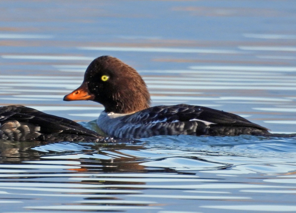 Barrow's Goldeneye - ML644372779