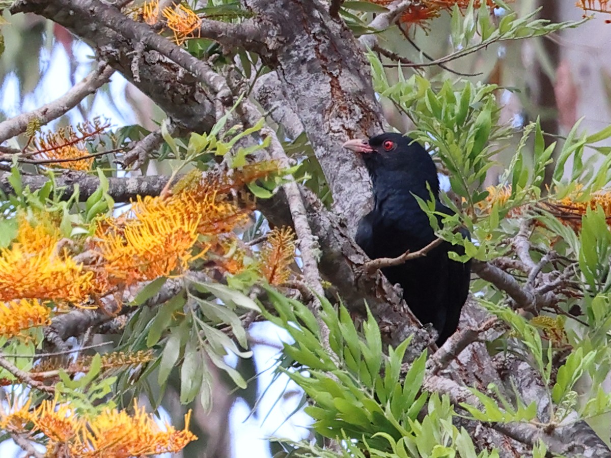 Pacific Koel - ML644372792