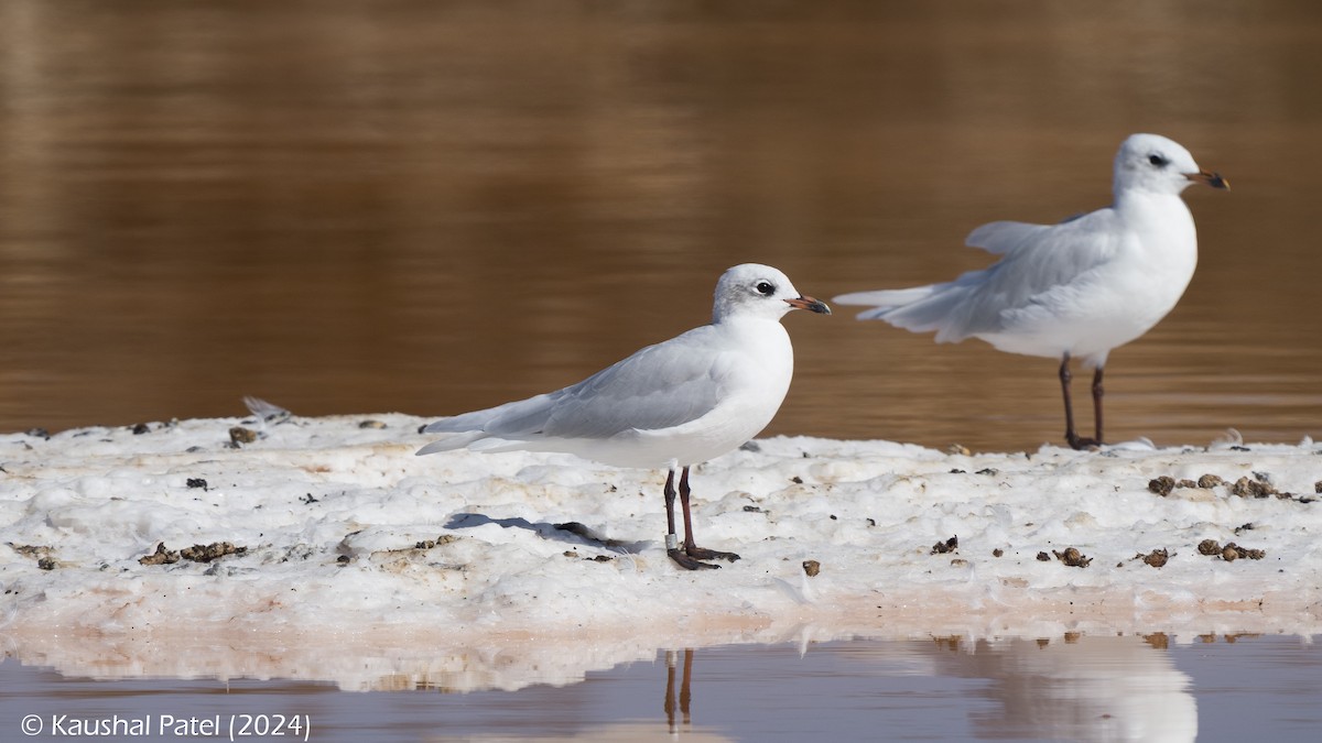 Mediterranean Gull - ML644372813