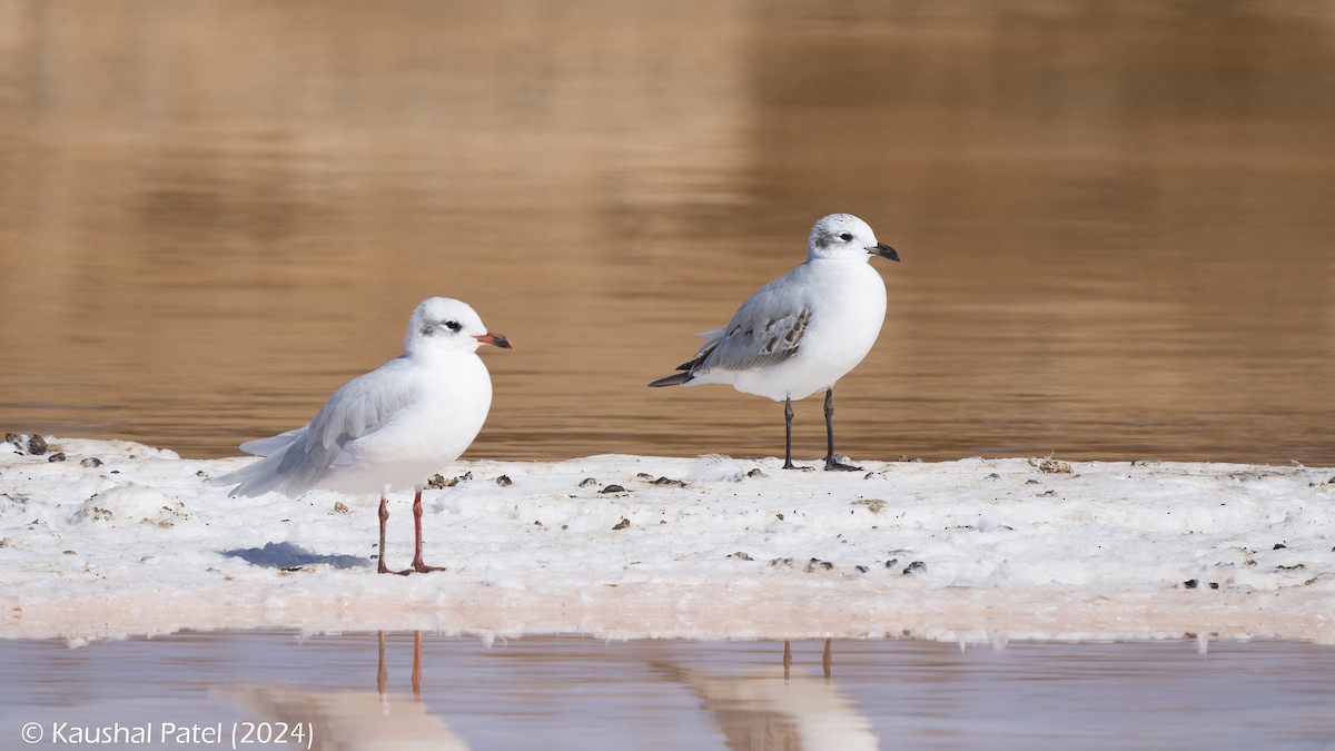 Mediterranean Gull - ML644372814