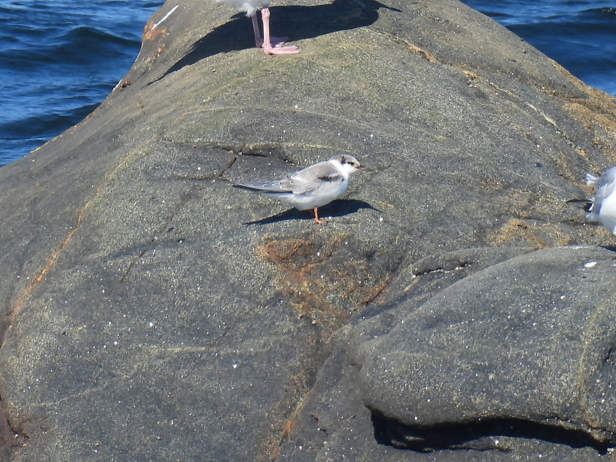 Речная крачка - ML644372822