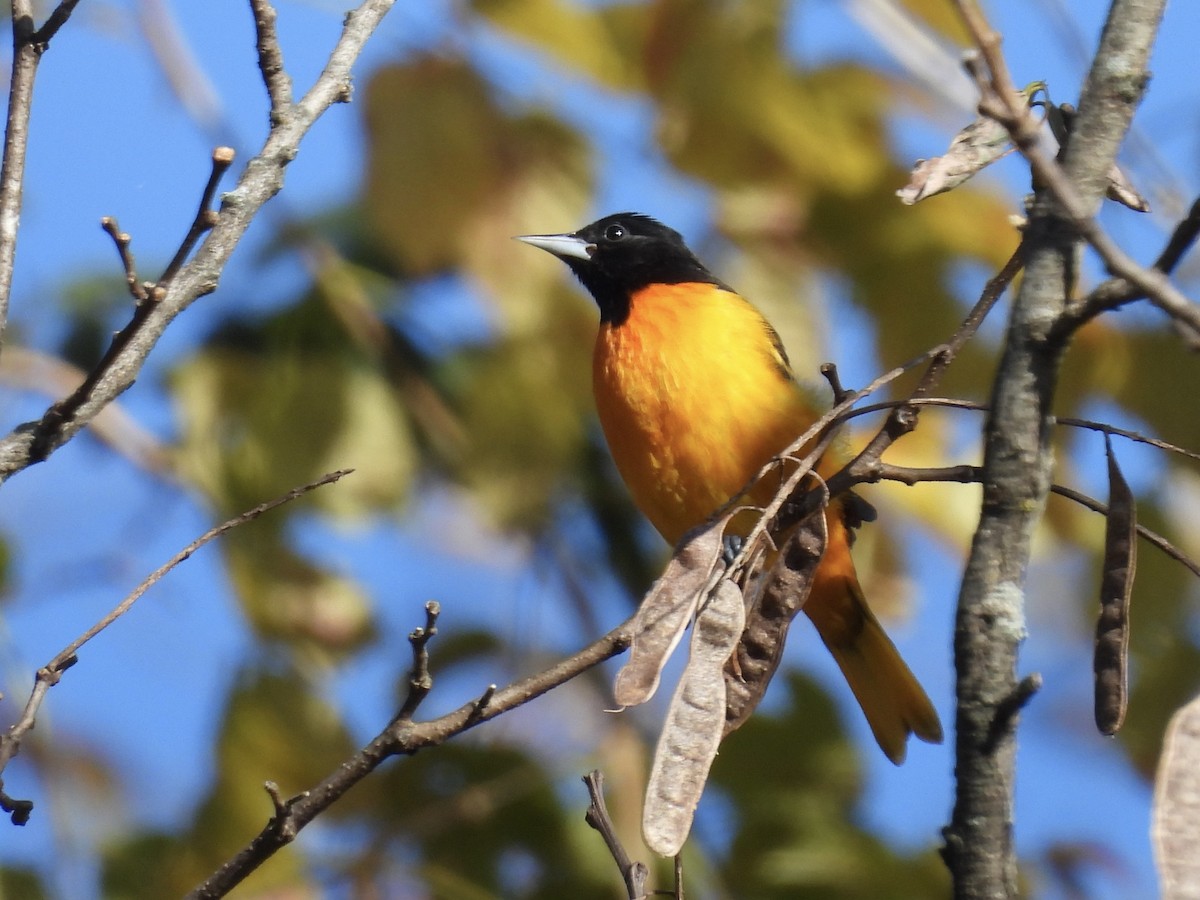 Baltimore Oriole - ML644372825