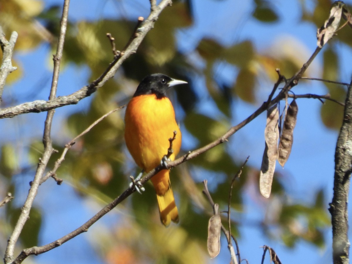 Baltimore Oriole - ML644372826