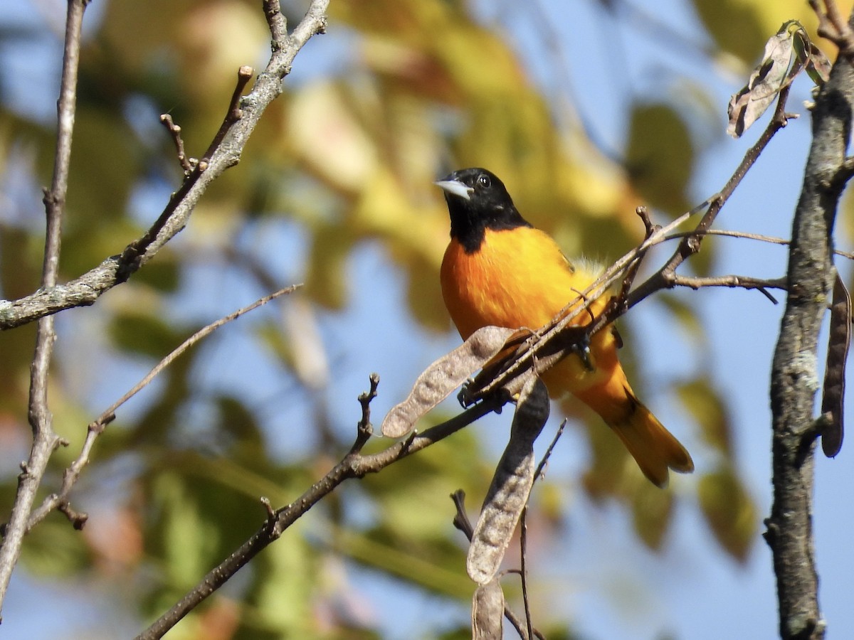 Baltimore Oriole - ML644372827