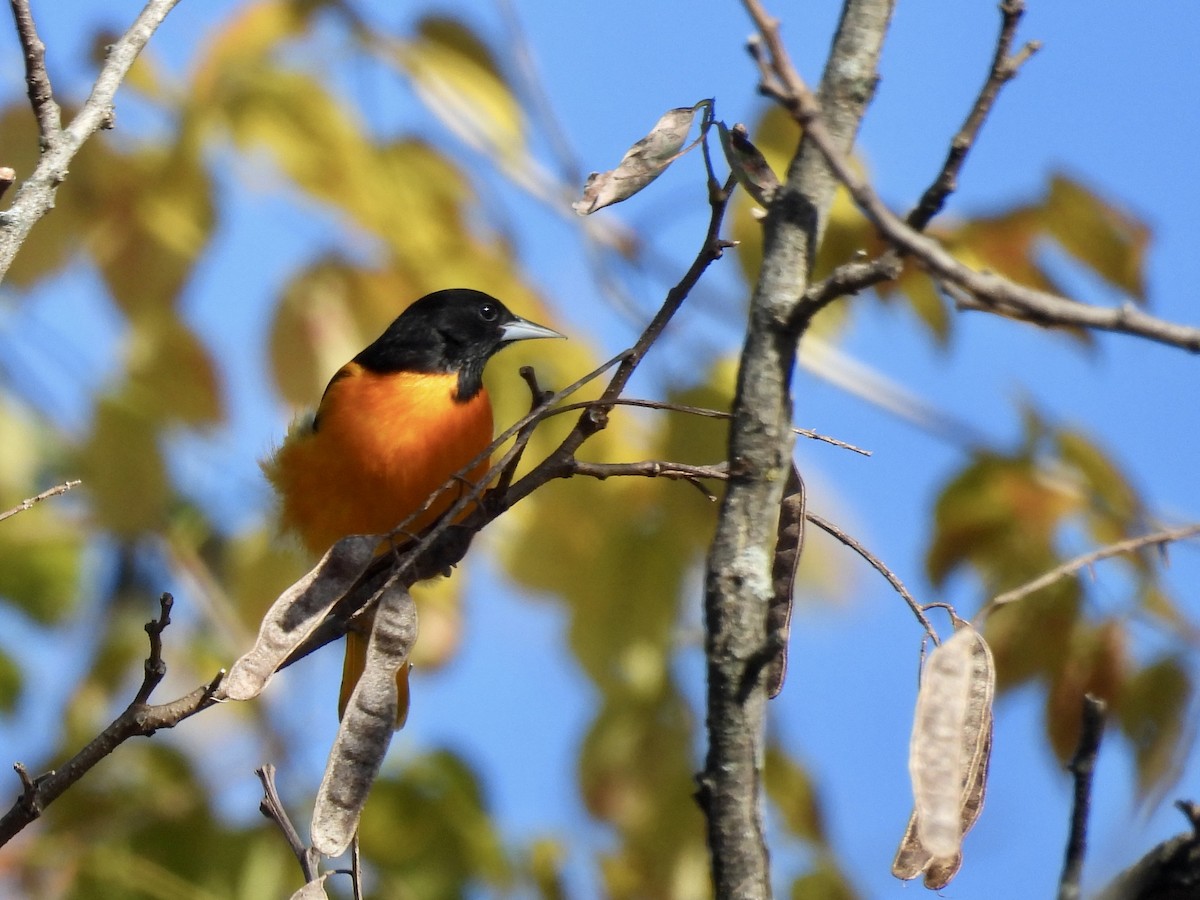 Baltimore Oriole - ML644372828