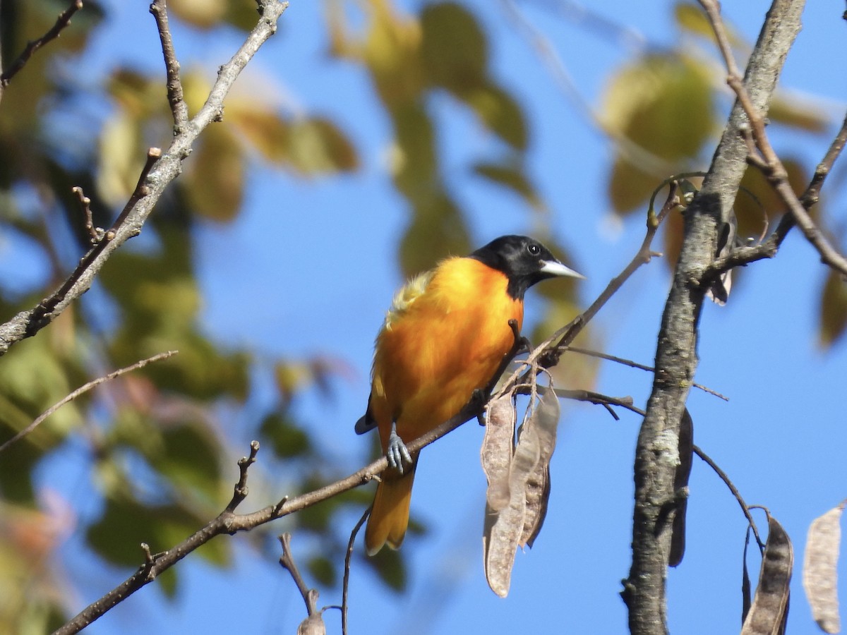Baltimore Oriole - ML644372829