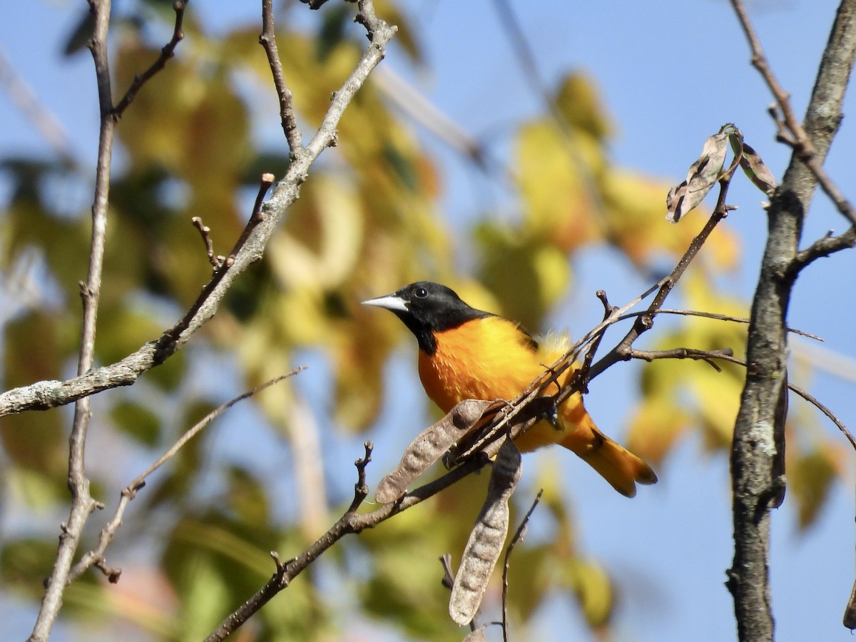 Baltimore Oriole - ML644372830