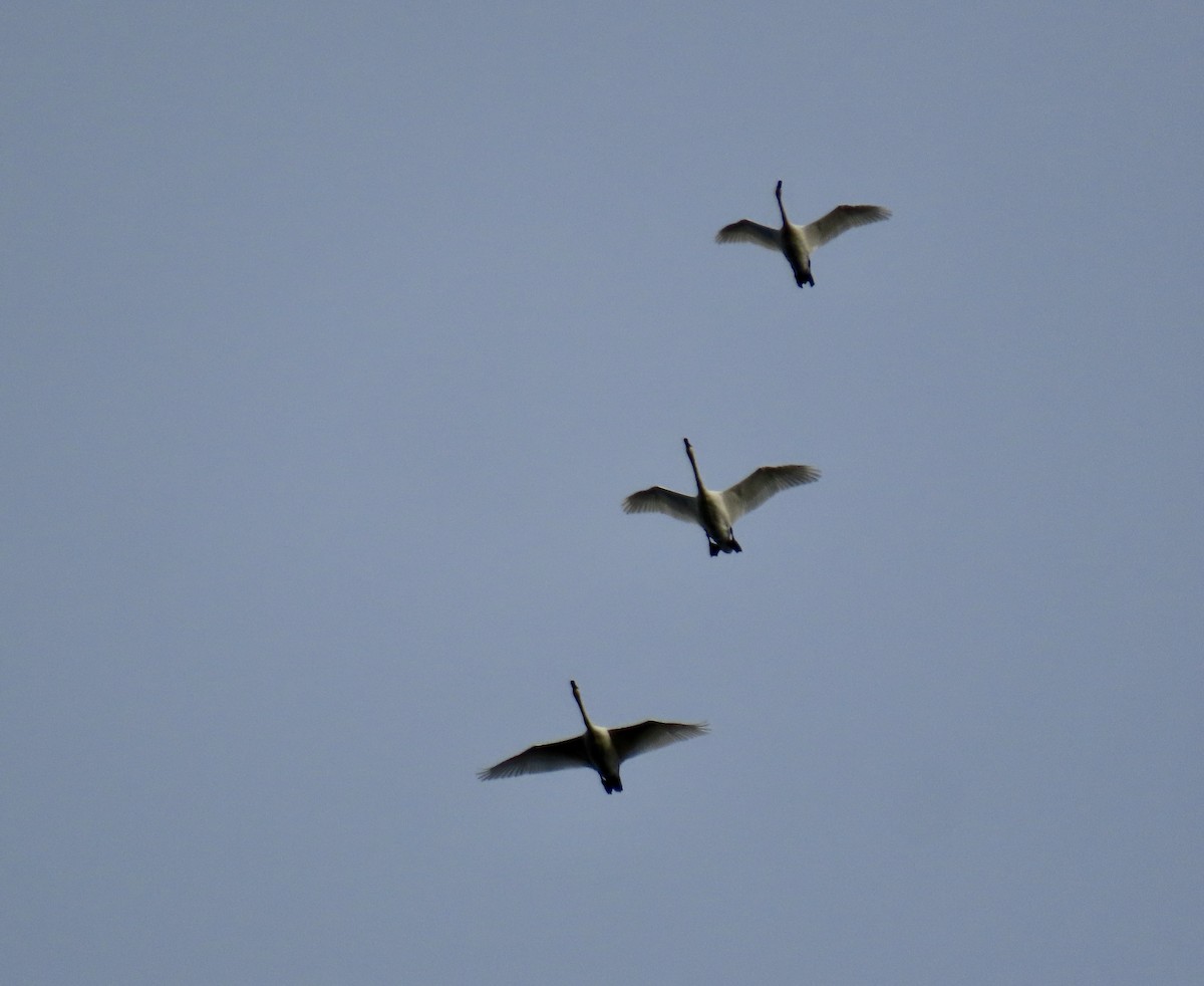 Trumpeter Swan - ML644372831