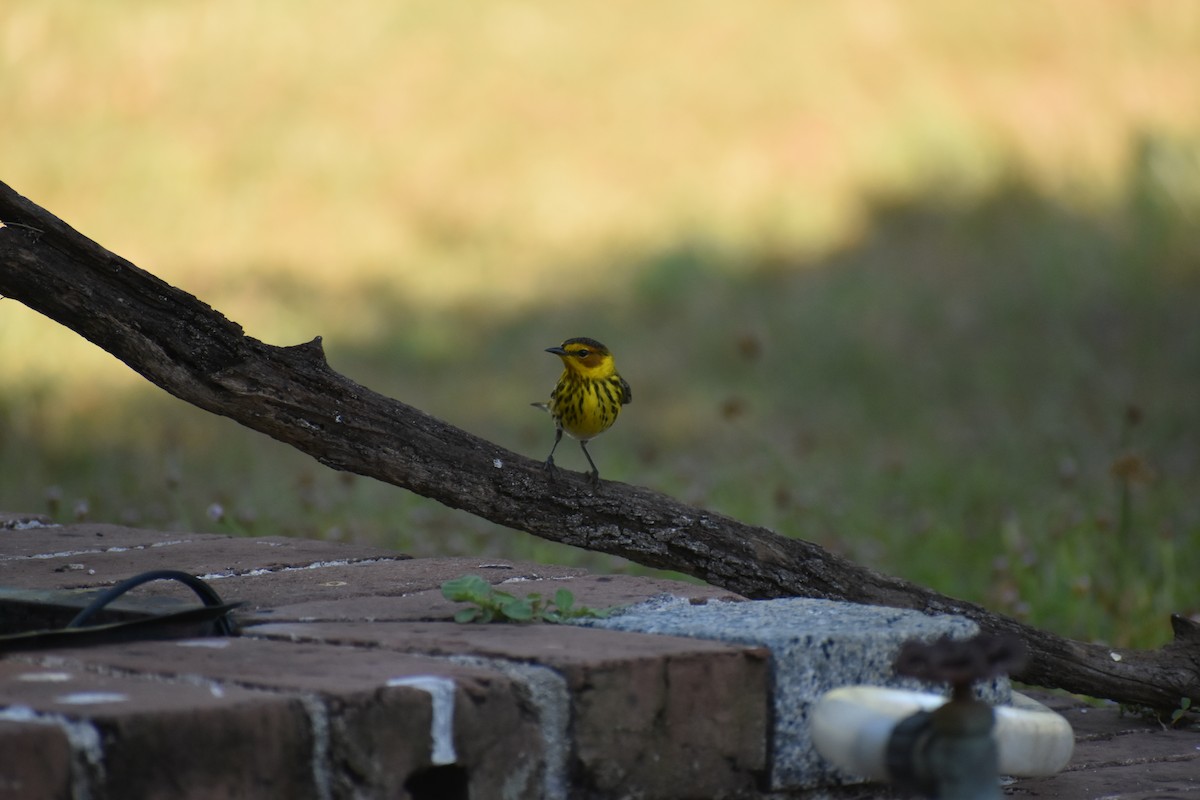Cape May Warbler - ML644372850