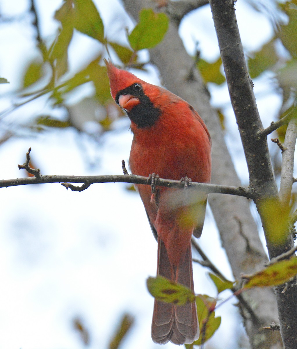 Northern Cardinal - ML644372853