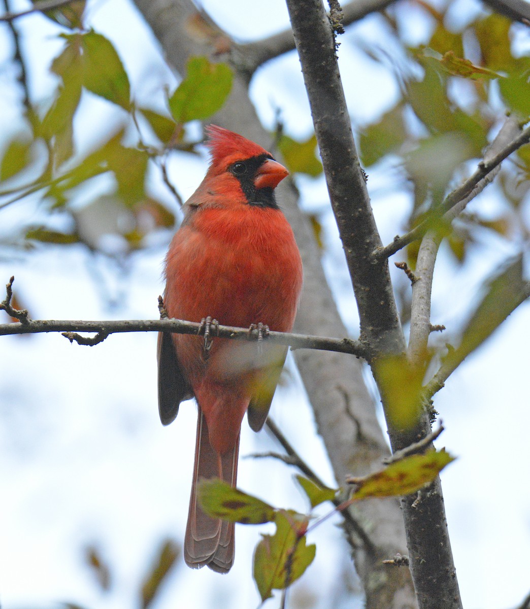 Northern Cardinal - ML644372854