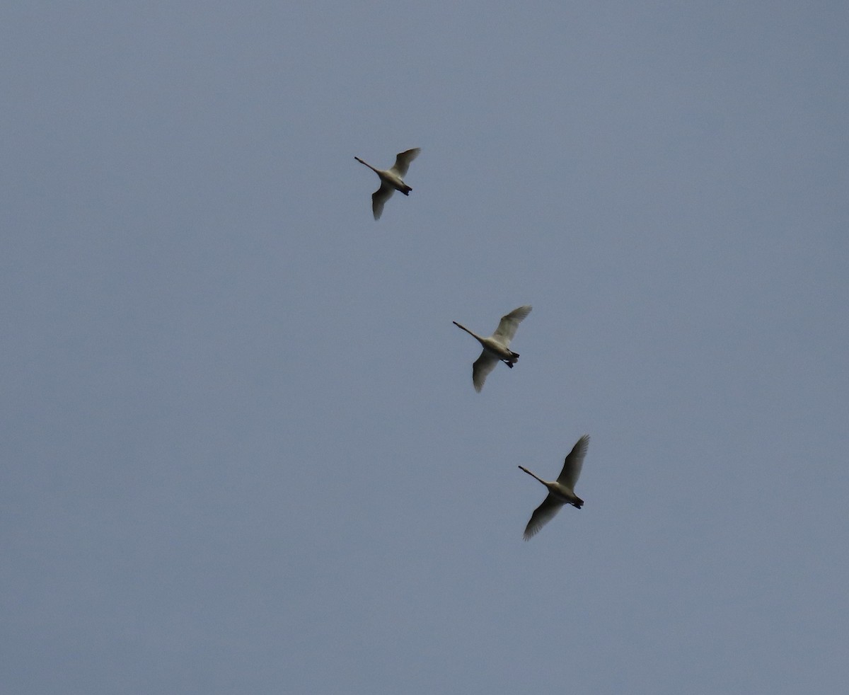 Tundra Swan - ML644372855