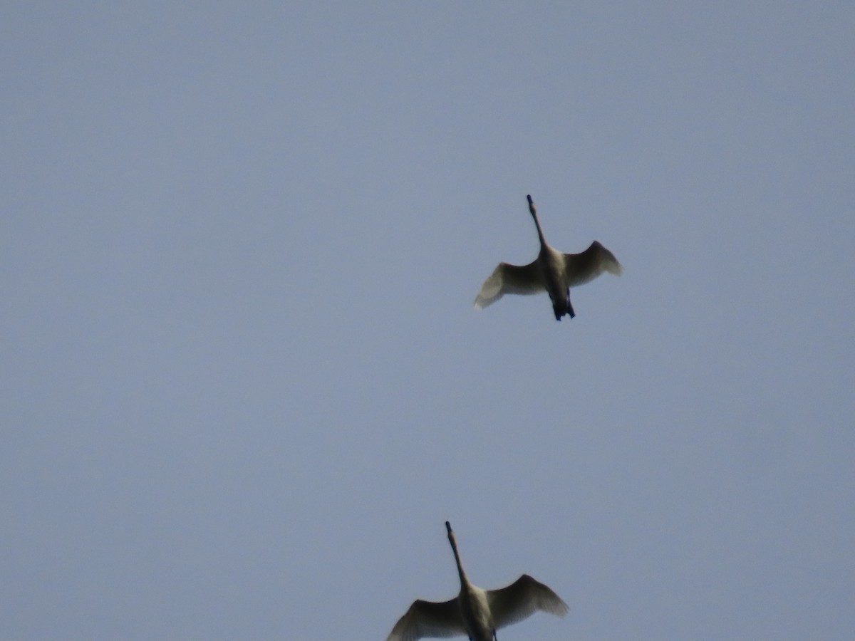 Tundra Swan - ML644372856