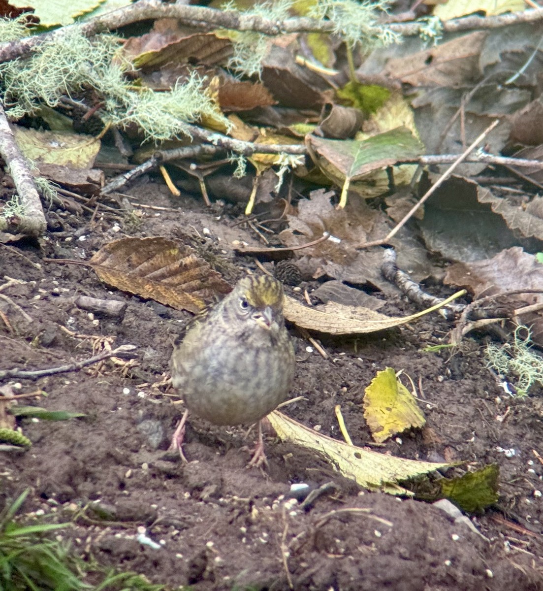 Golden-crowned Sparrow - ML644372863