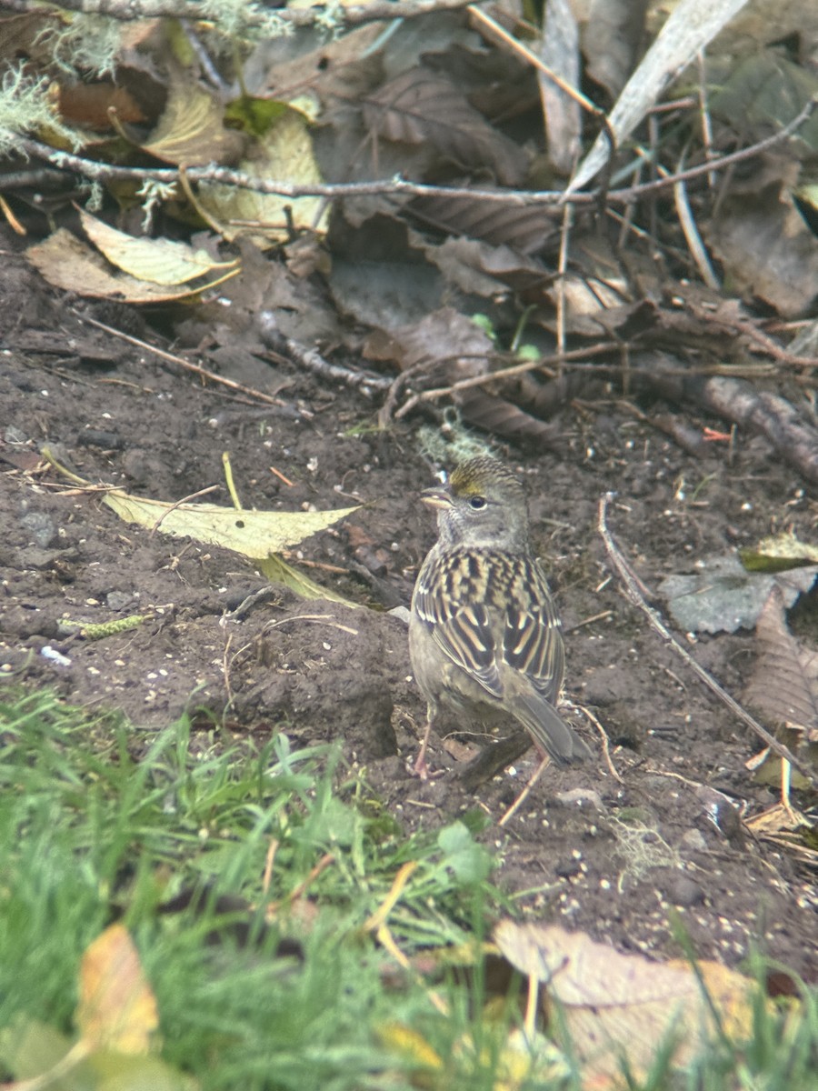 Golden-crowned Sparrow - ML644372865