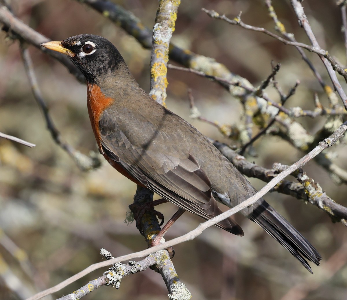 American Robin - ML644372867