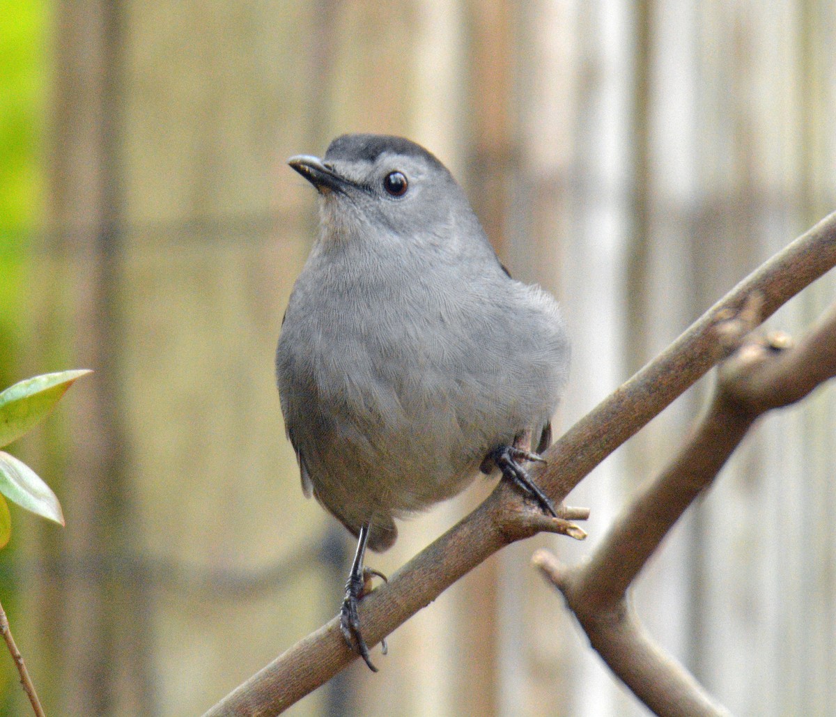 Gray Catbird - ML644372869