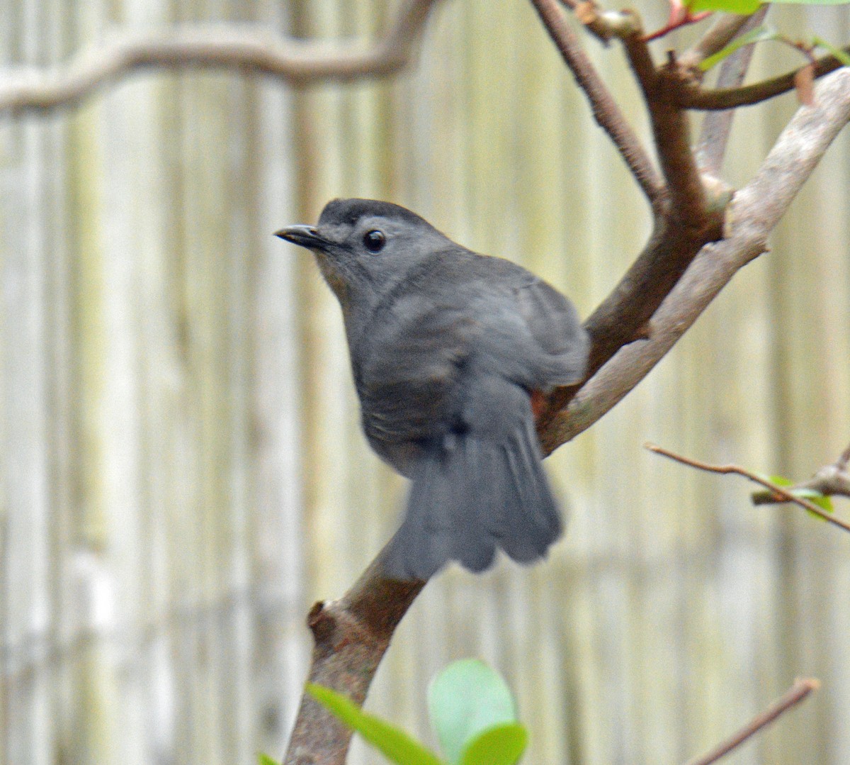Gray Catbird - ML644372870