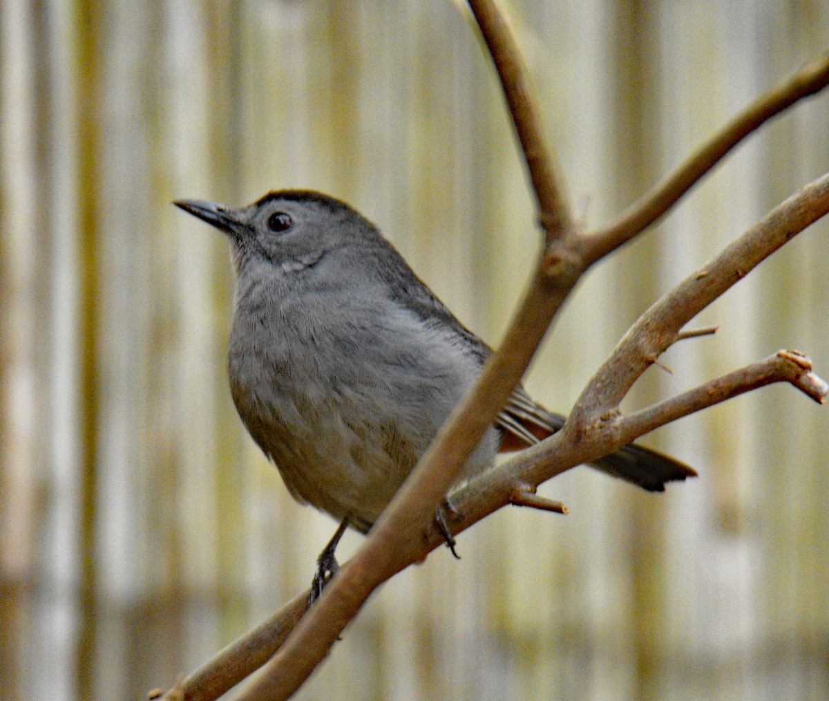 Gray Catbird - ML644372872