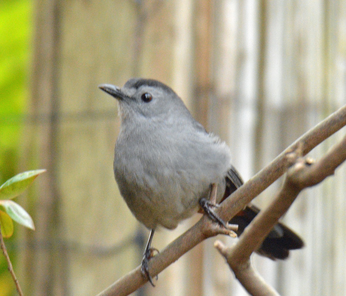Gray Catbird - ML644372873